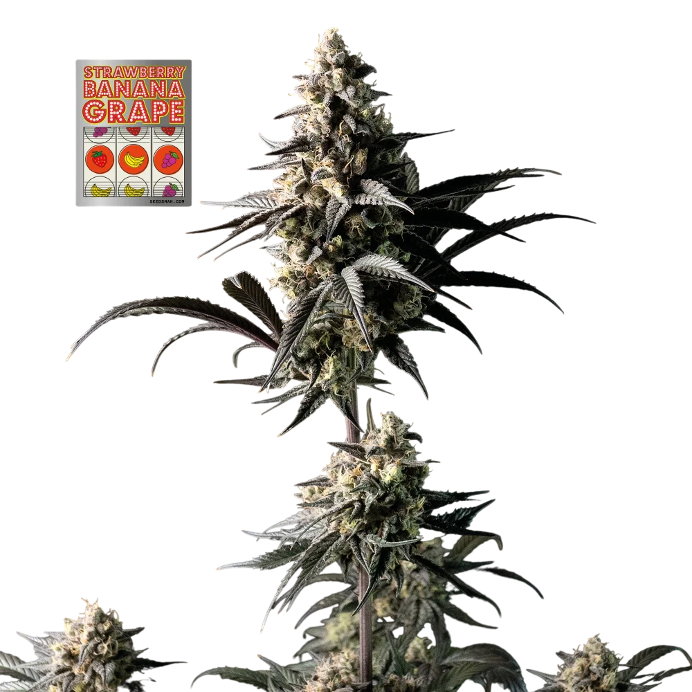 Strawberry Banana Grape – Produktansicht