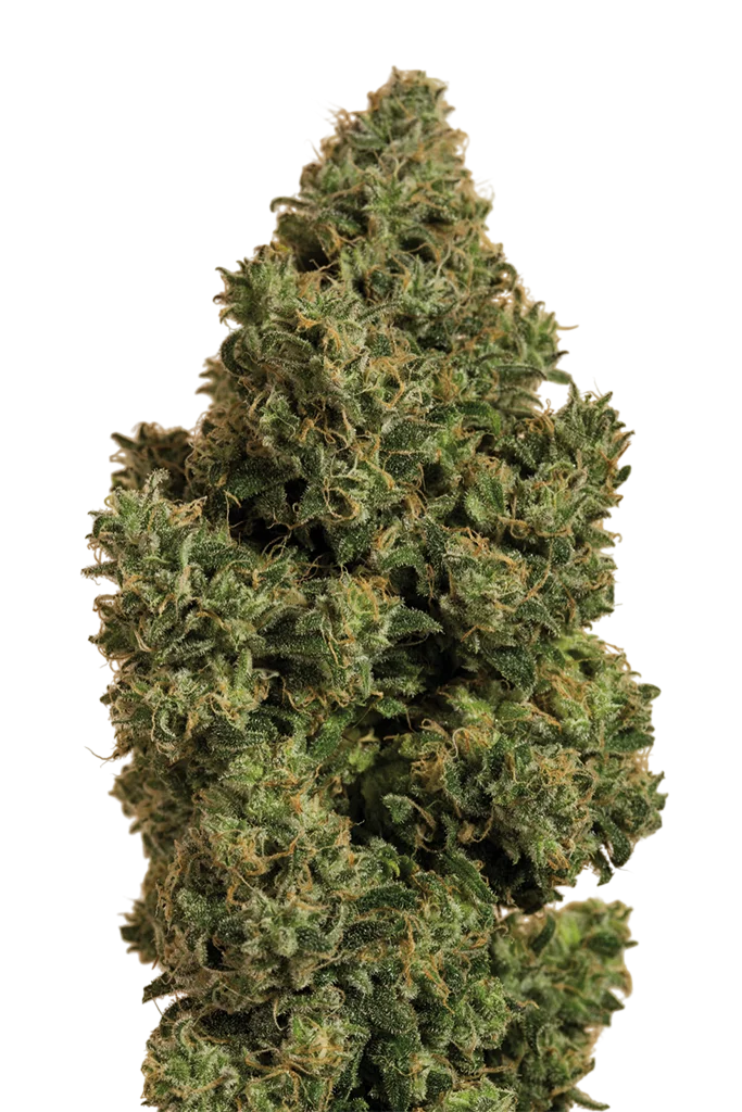 Blue Dream CBD – Produktansicht