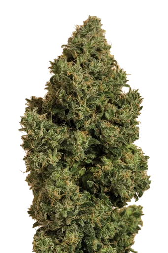 Blue Dream CBD