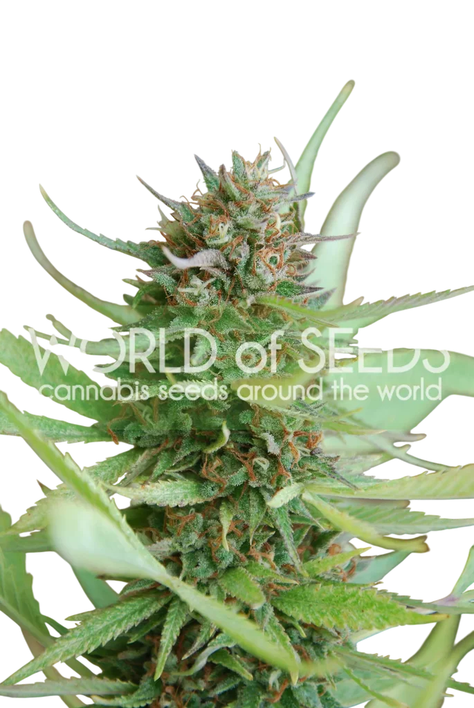 Strawberry Blue – Produktansicht