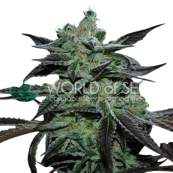 Strawberry Blue Early Harvest – Produktansicht