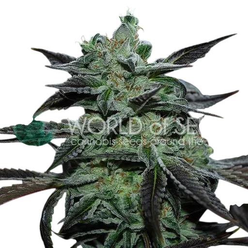 Strawberry Blue Early Harvest
