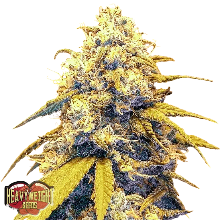 Strawberry Cake Auto – Produktansicht