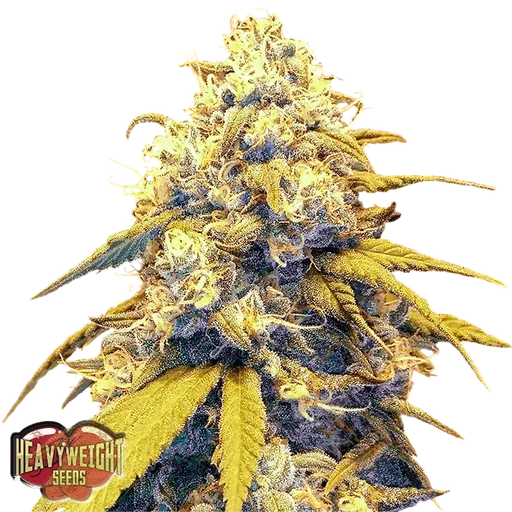 Strawberry Cake Auto