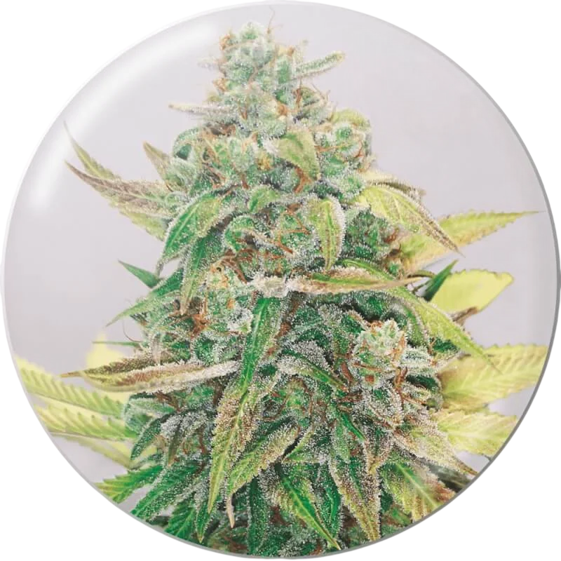 Strawberry Cake CBD – Produktansicht