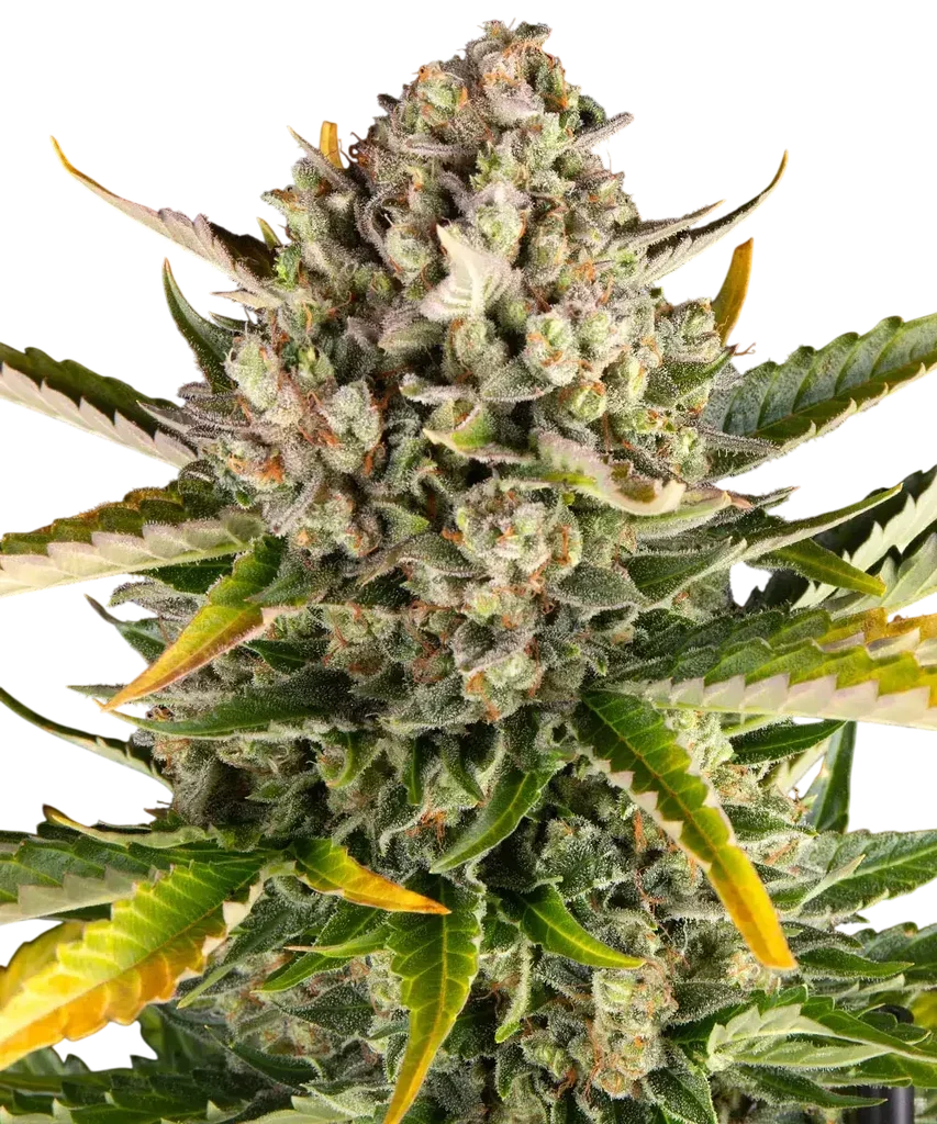 Strawberry Cheesecake Auto – Produktansicht