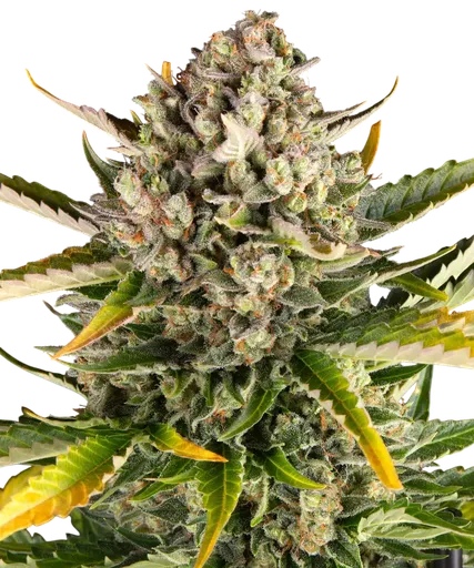 Strawberry Cheesecake Auto | AUTOFEM | Barneys Farm