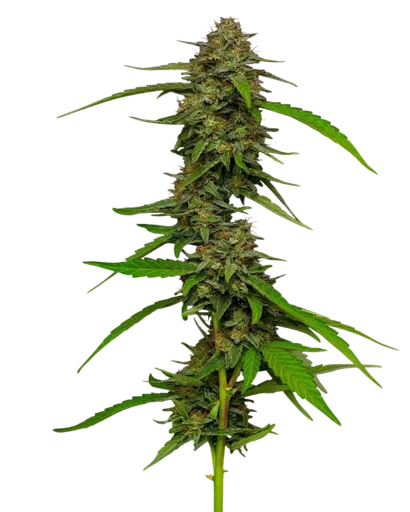 Strawberry Cheesecake Auto