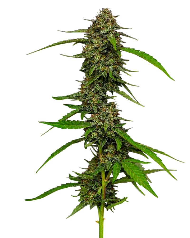 Strawberry Cheesecake | PHOTOFEM | Humboldt Seed Co.