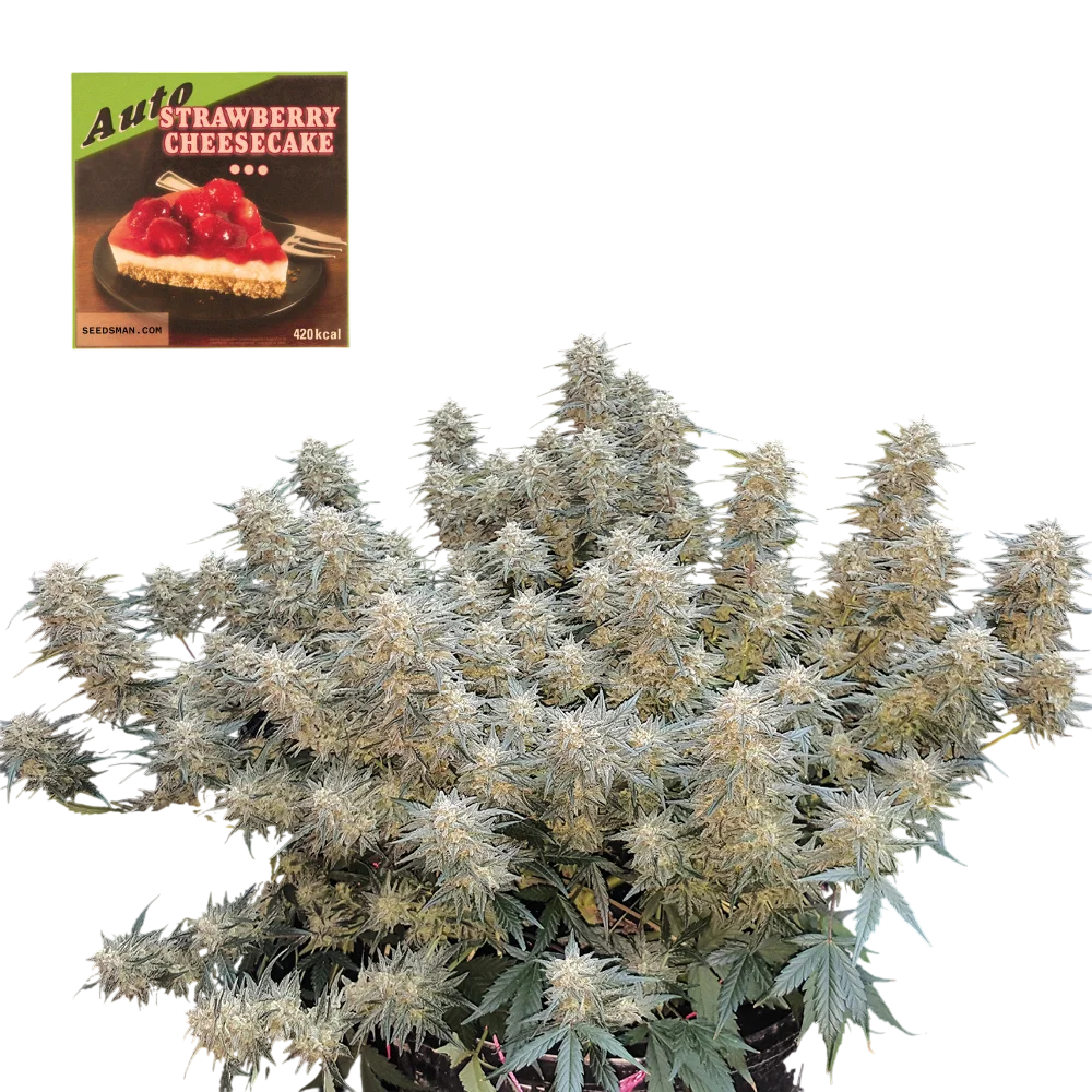 Strawberry Cheesecake Auto – Produktansicht