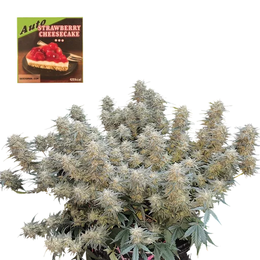 Strawberry Cheesecake Auto