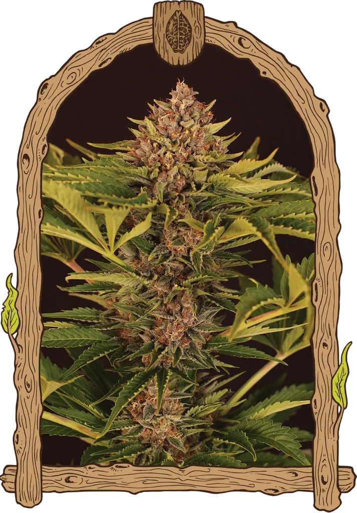 Strawberry Cola Auto – Produktansicht