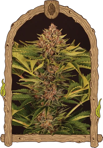 Strawberry Cola Auto