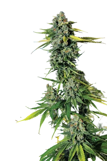 Blue Dream Haze | PHOTOFEM | Cali Connection