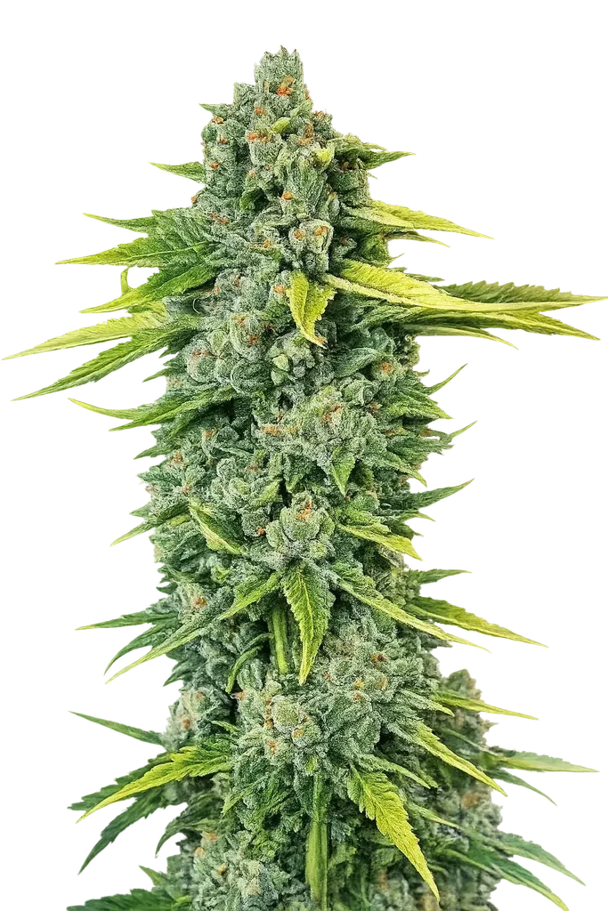 Blue Dream Haze – Produktansicht