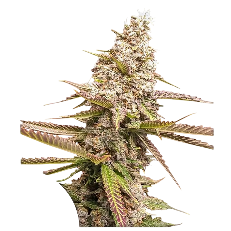 Strawberry Cookies FAST – Produktansicht