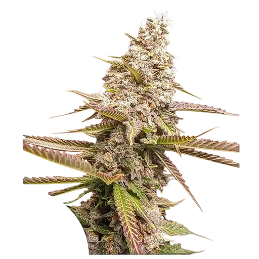 Strawberry Cookies FAST