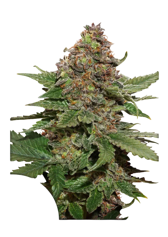 Strawberry Cough – Produktansicht