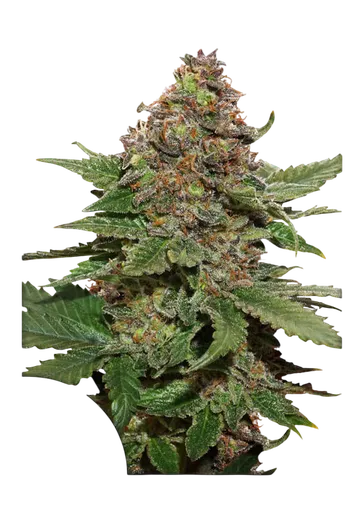 Strawberry Cough