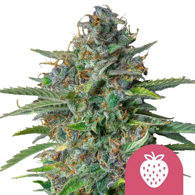 Strawberry Cough – Produktansicht