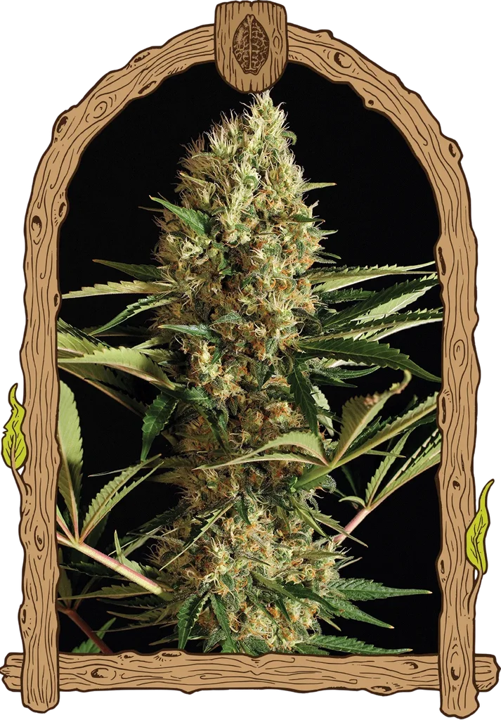 Strawberry Cube Auto – Produktansicht