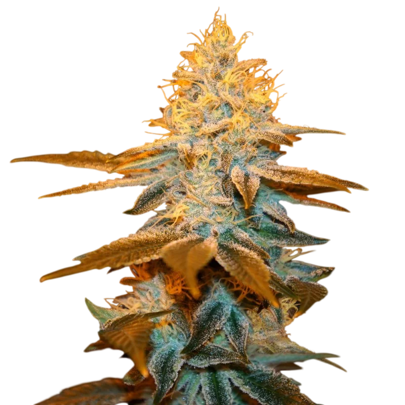 Strawberry Glue – Produktansicht