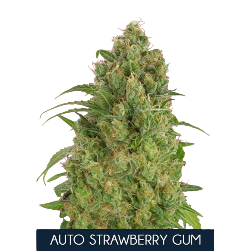 Strawberry Gum Auto – Produktansicht