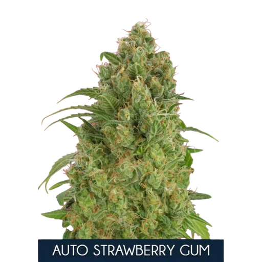 Strawberry Gum Auto
