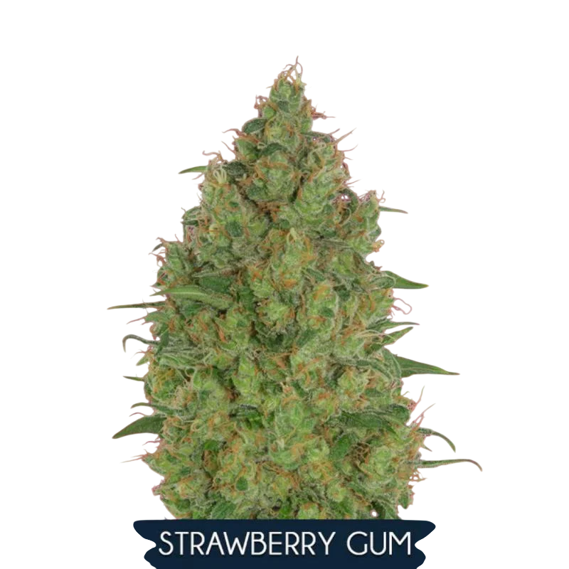 Strawberry Gum – Produktansicht
