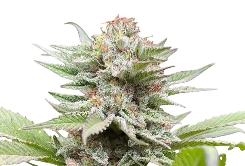 Strawberry Haze Auto – Produktansicht