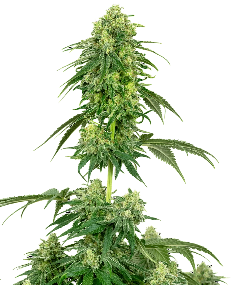 Strawberry Kush – Produktansicht