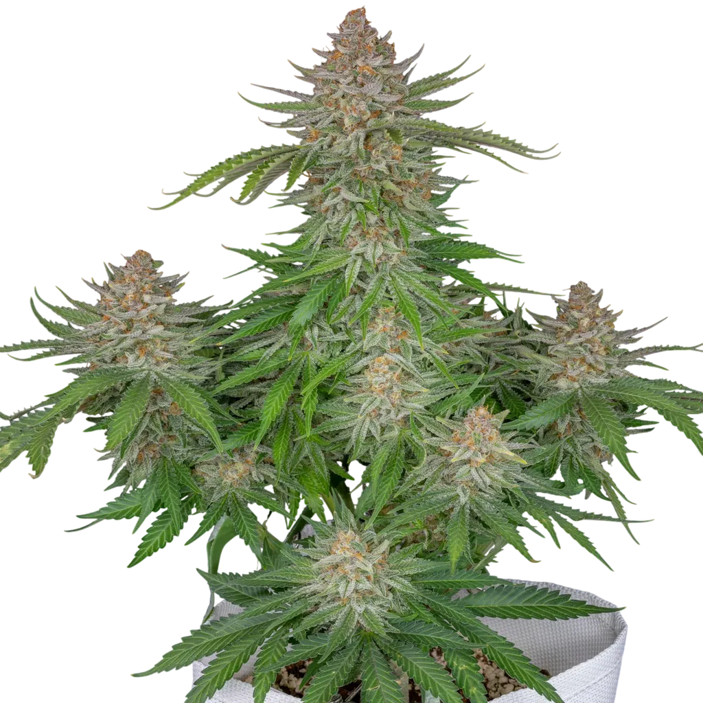 Strawberry Pie Auto | AUTOFEM | Fast Buds