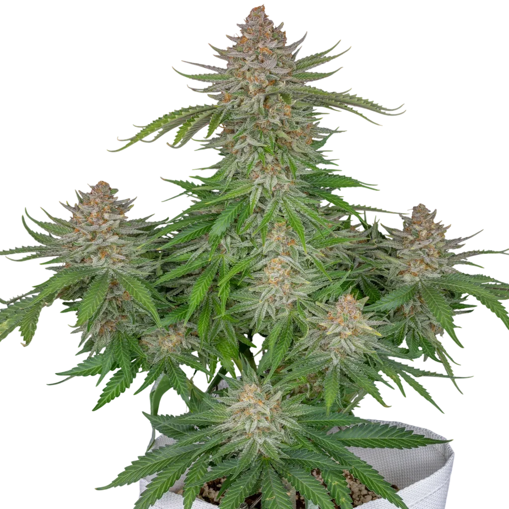 Strawberry Pie Auto – Produktansicht