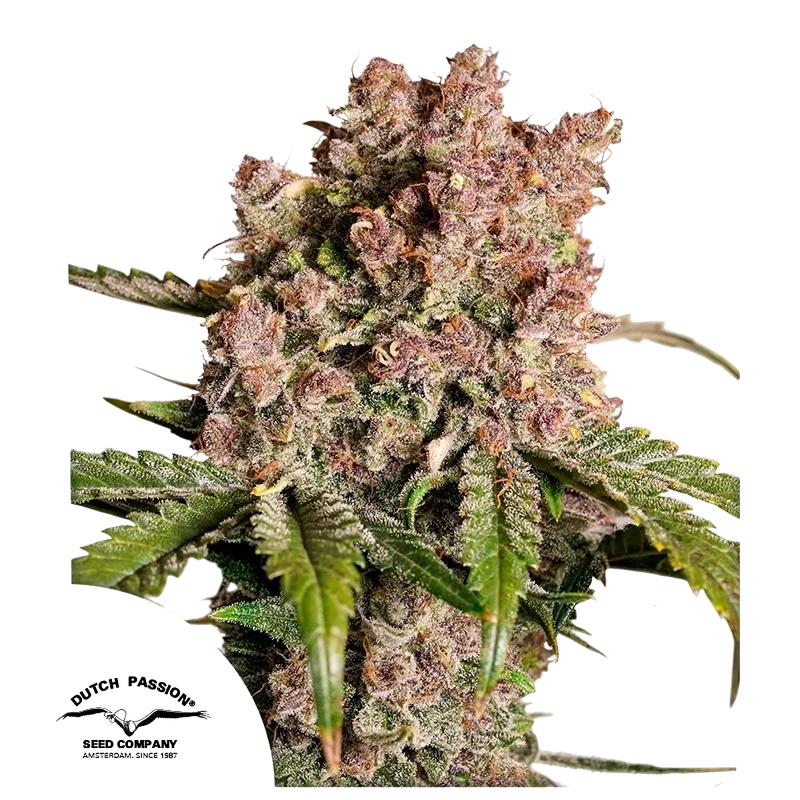 Strawberry Soda Auto – Produktansicht