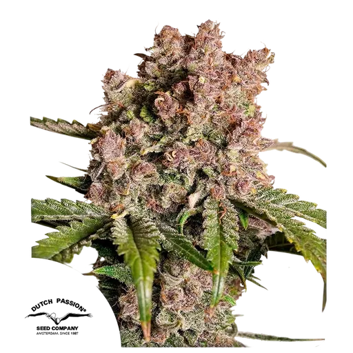 Strawberry Soda | AUTOFEM | Dutch Passion