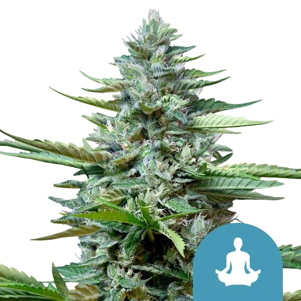 Stress Killer CBD Auto – Produktansicht