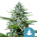 Stress Killer CBD | AUTOFEM | Royal Queen Seeds