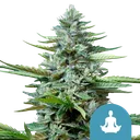 Stress Killer CBD Auto | AUTOFEM | Royal Queen Seeds