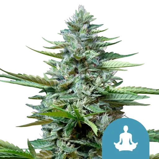 Stress Killer CBD | AUTOFEM | Royal Queen Seeds