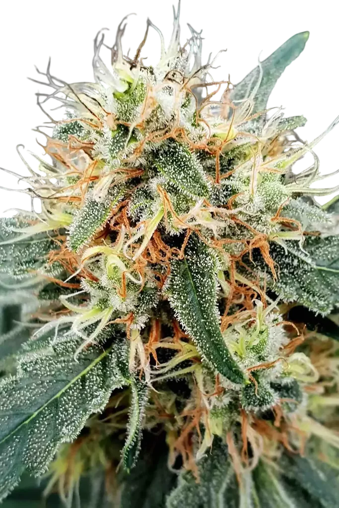 Stromboli Auto | AUTOFEM | Paradise Seeds