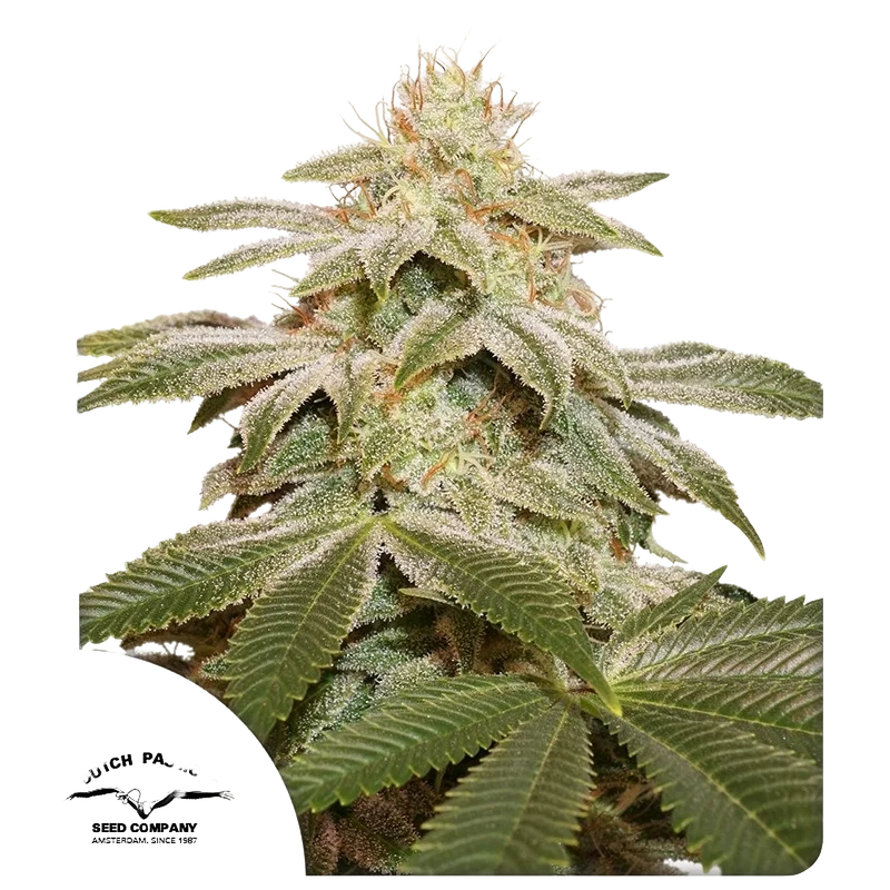 Sugar Bomb Punch – Produktansicht