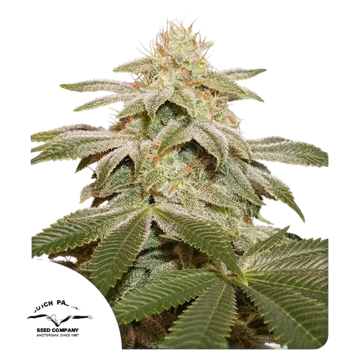 Sugar Bomb Punch | PHOTOFEM | Dutch Passion