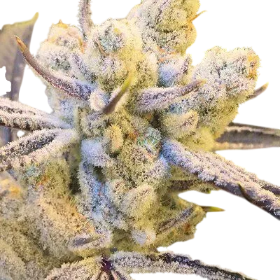 Sugar Cane | PHOTOFEM | In House Genetics