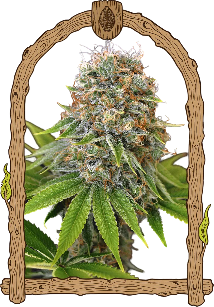 Sugar Larry | PHOTOFEM | Exotic Seed