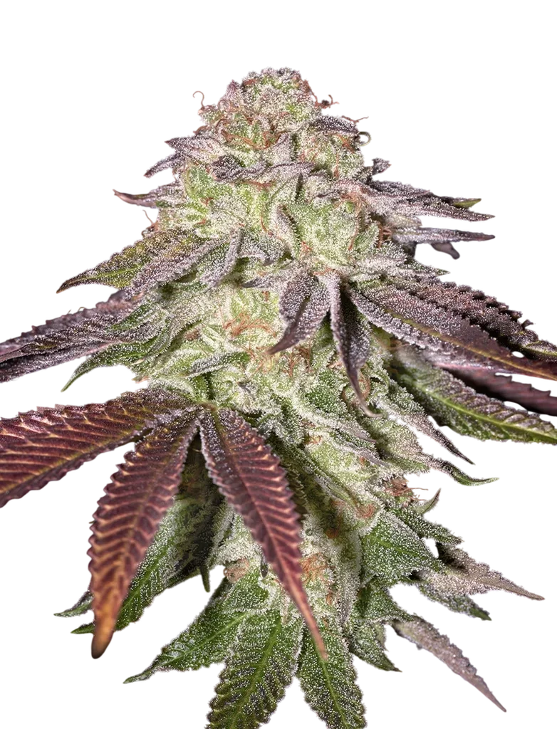Sugarlato Auto – Produktansicht