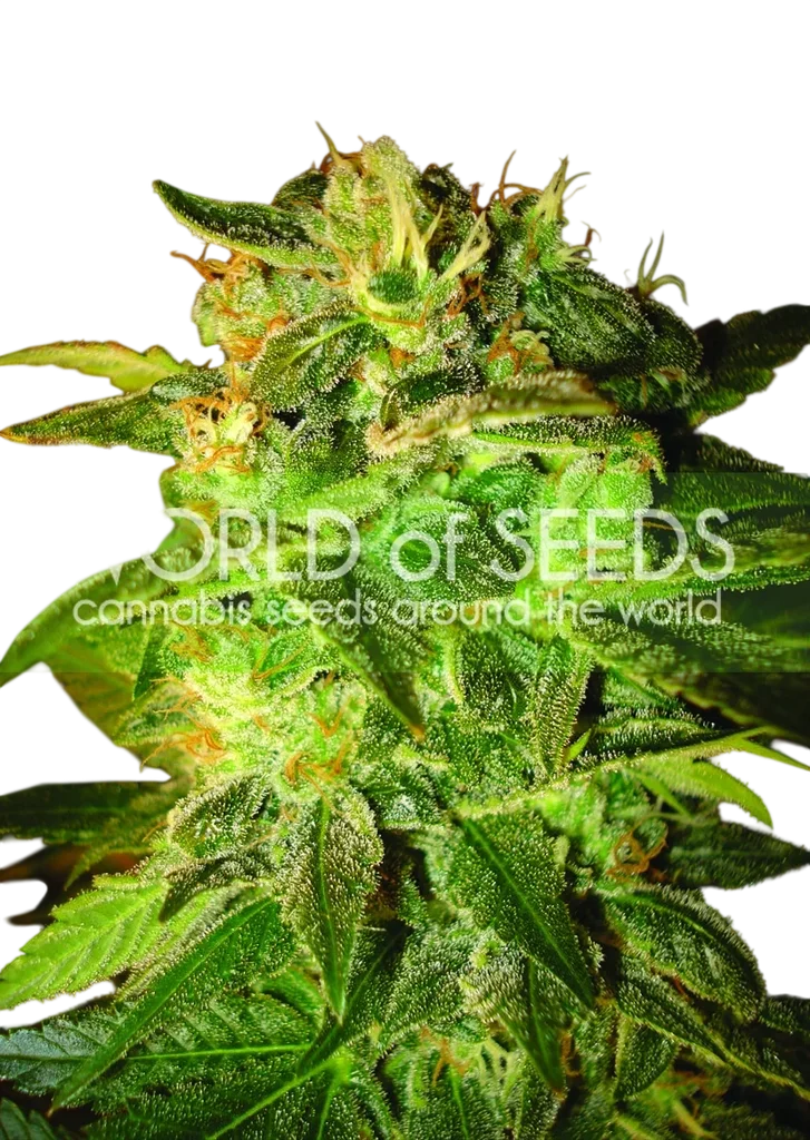 Sugar Mango Ryder Auto – Produktansicht