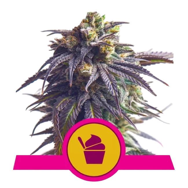 Sundae Driver – Produktansicht