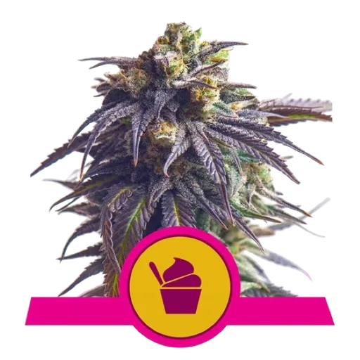 Sundae Driver | PHOTOFEM | Royal Queen Seeds