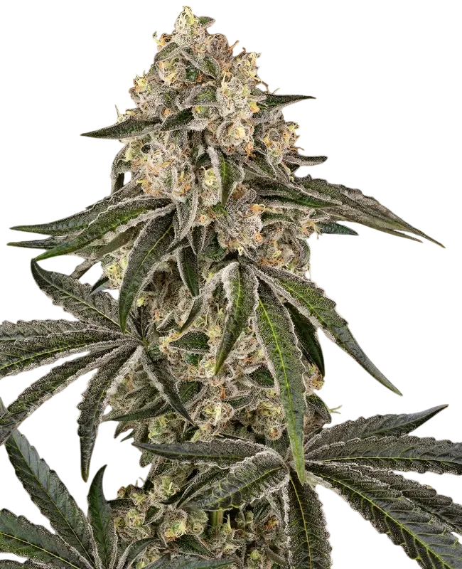 Sunset Peach | PHOTOFEM | Sensi Seeds