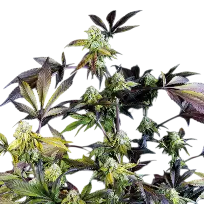 Sunset Sherbet | PHOTOFEM | Pyramid Seeds